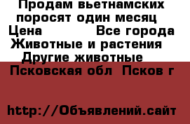 Продам вьетнамских поросят,один месяц › Цена ­ 3 000 - Все города Животные и растения » Другие животные   . Псковская обл.,Псков г.